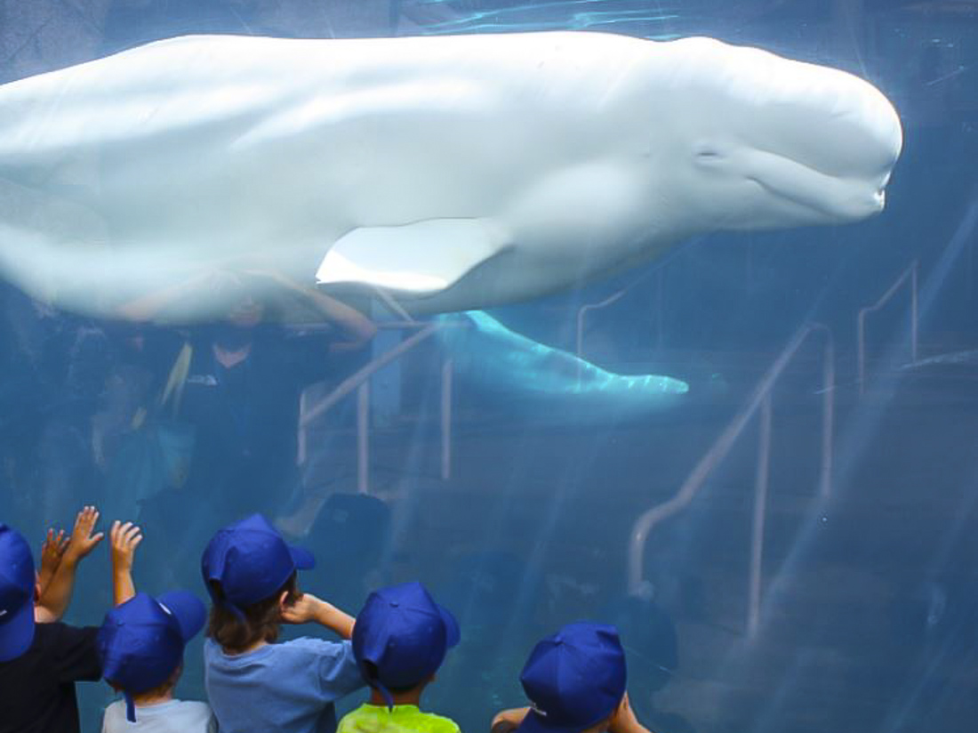 Image of Beluga whale in Mystic - Fall Day Trips From Connecticut